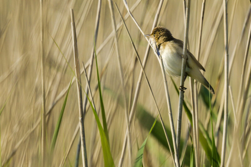 Rousserolle effarvatte en Grande Brière
